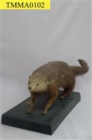 藏品(食蟹獴)的圖片